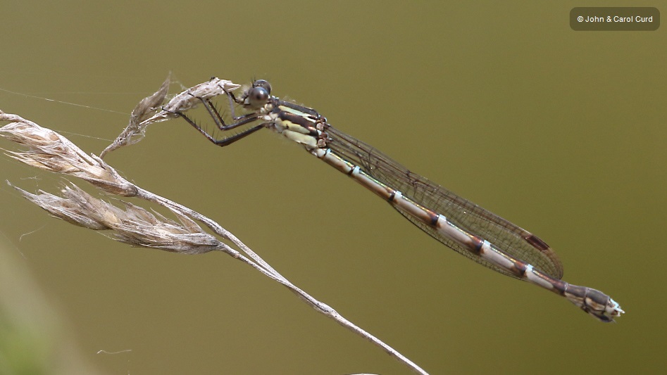 J17_4594 Austrolestes colensonis female.JPG